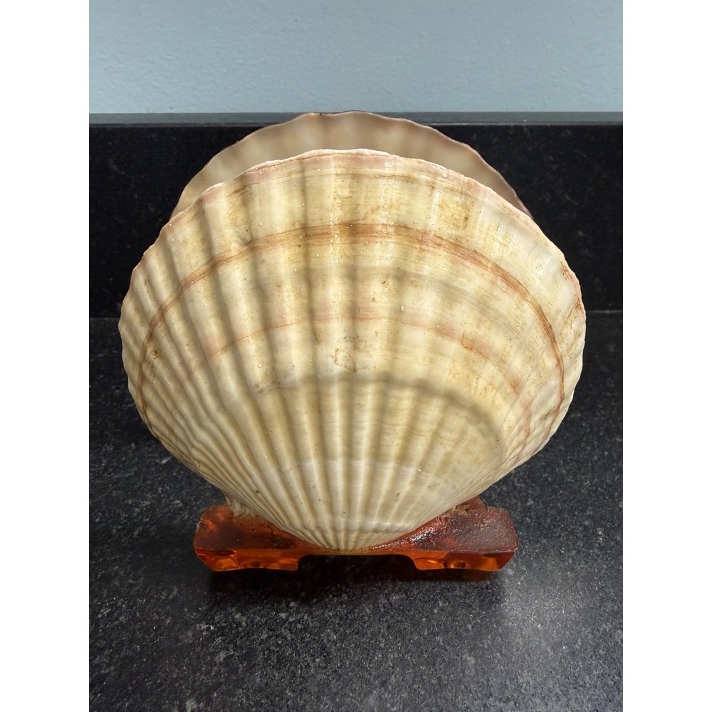 Vintage Seashell Napkin Holder Amber Lucite Acrylic Base Coastal Beach Decor